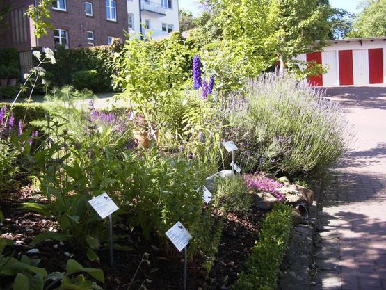 Apothekergarten-Bild