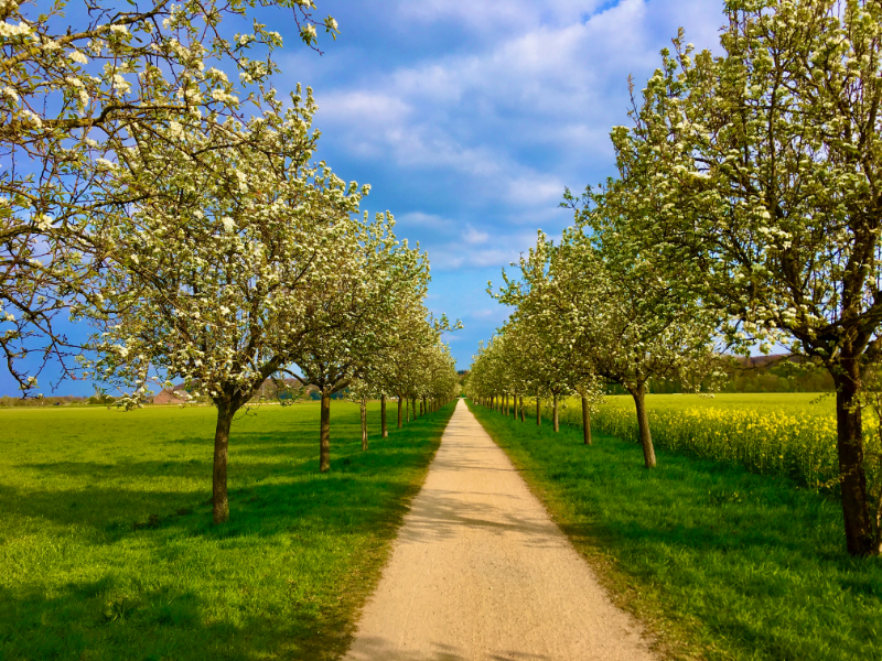 Sonnendurchflutete Birnenallee in Kleve